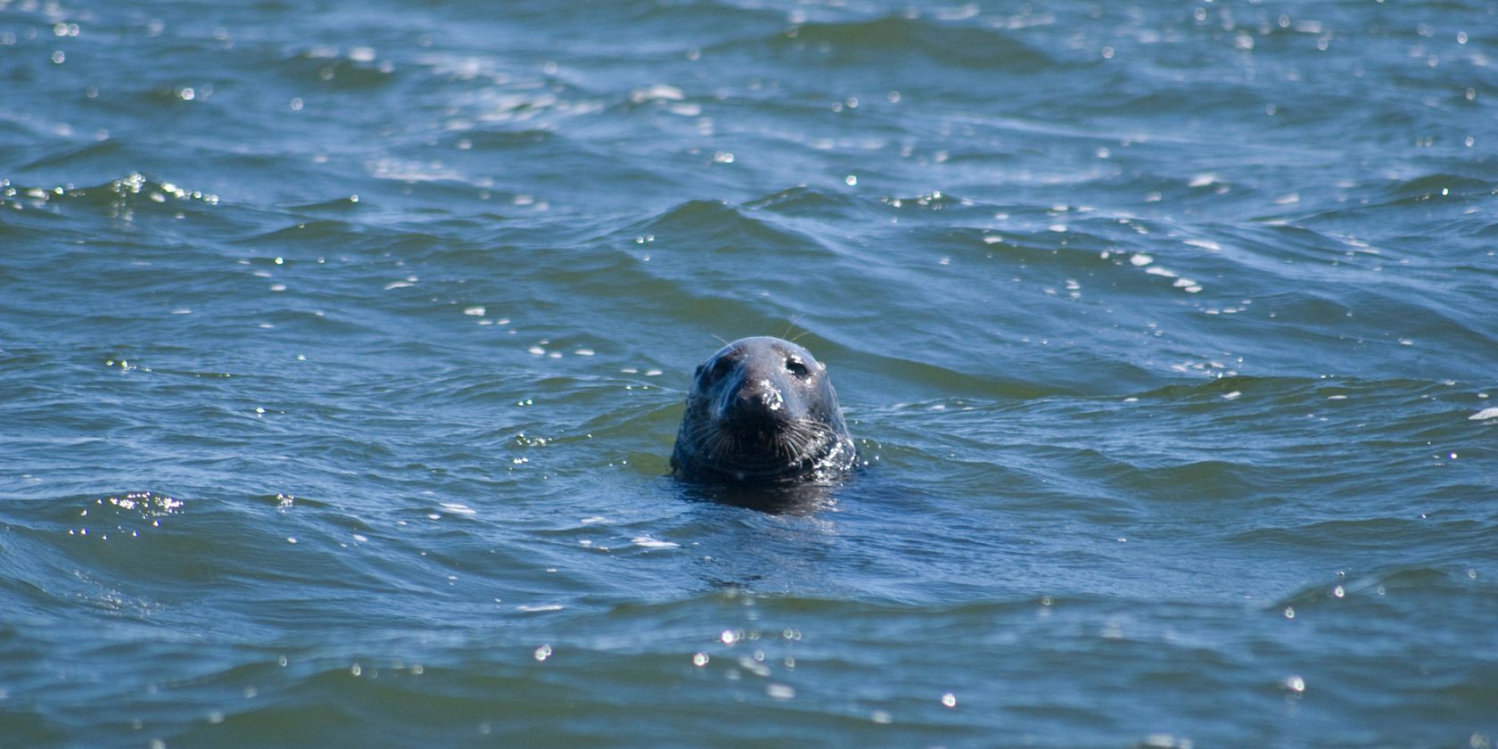 White fleet seal rides, © Weiße Flotte GmbH