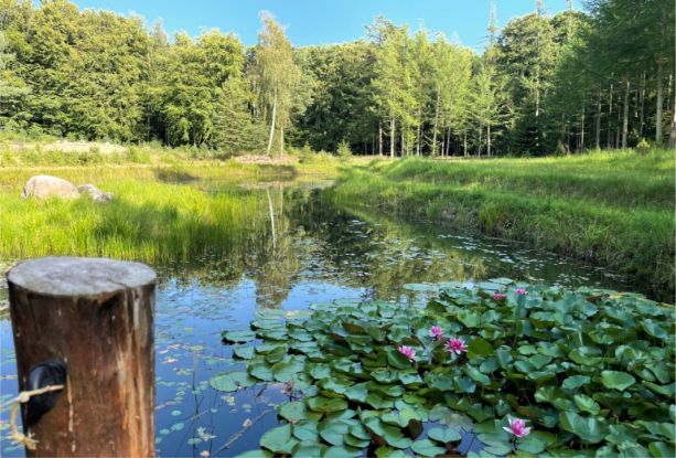 Saale biotope, © Südliche Boddenküste