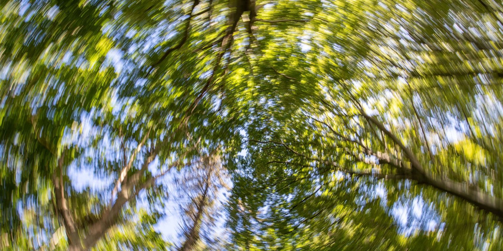 Waldweites Netz (c) Kurverwaltung Goehren Martin Stoever _09-2020_P5I4252, &copy; Kurverwaltung Goehren / Martin Stoever