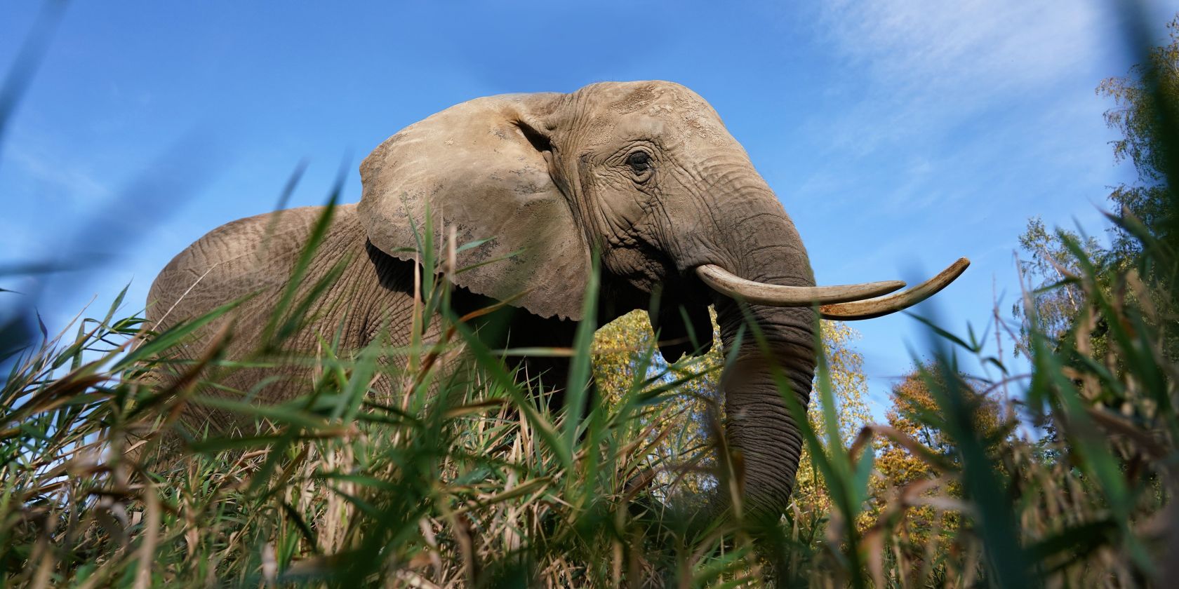 Elefantenhof 2025, &copy; Elefantenhof Platschow