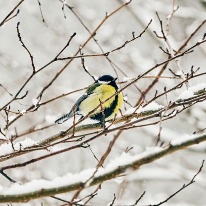 20210209-Winter06-Foto-Burwitz-Pocha, &copy; KV