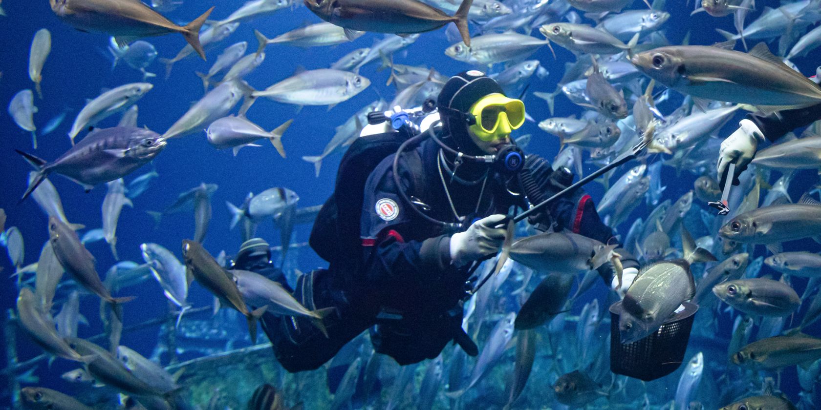 Ein Taucher im größten Aquarium des OZEANEUMs füttert die Fische. (Foto: Anke Neumeister/Deutsches Meeresmuseum)