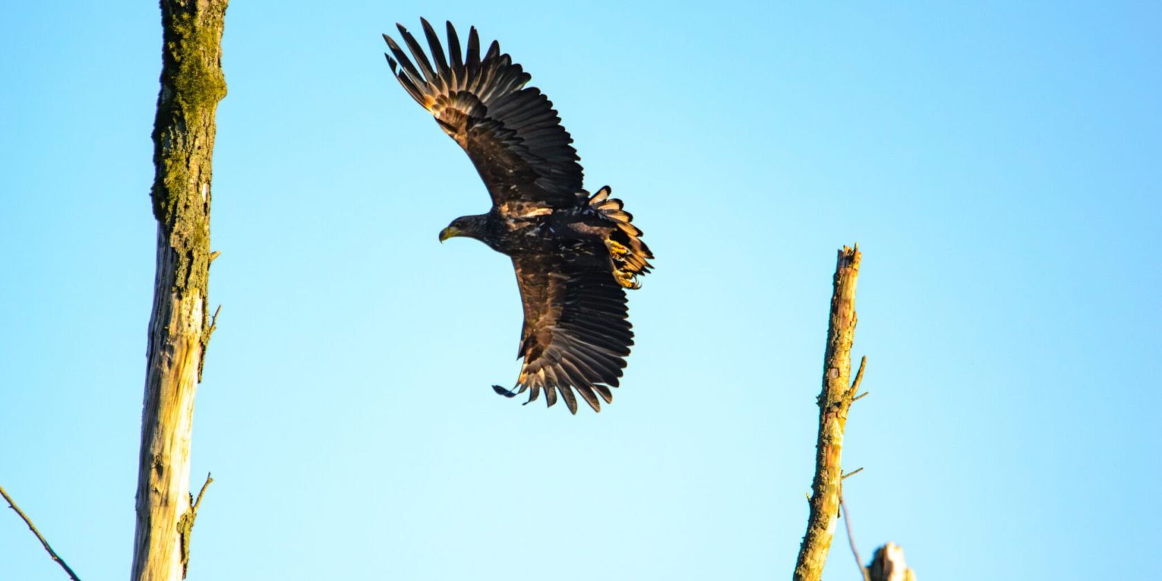 Seeadler, &copy; Gemeinde Ostseebad Glowe