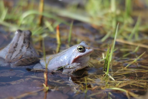 Moorfrosch, © Mario Haack by Pixabay