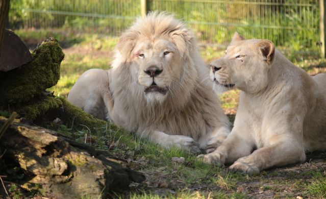 Lange Zoonacht im Zoo Stralsund