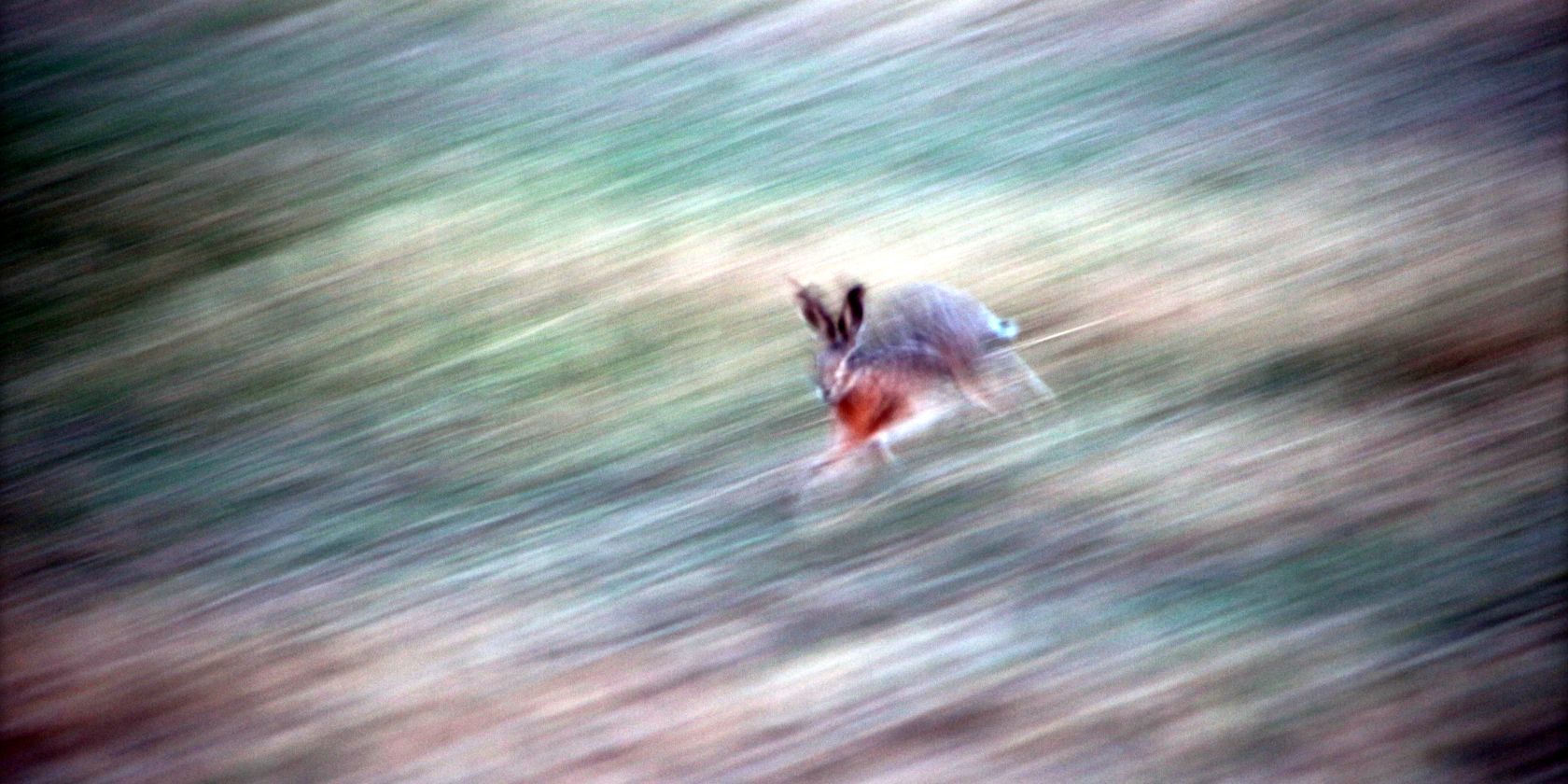 running rabbit, © Peter M. Koslik