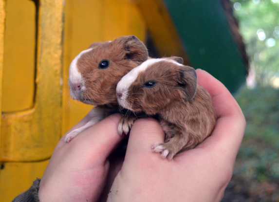 Bibolinchen Zoo 2, © Zoo Stralsund