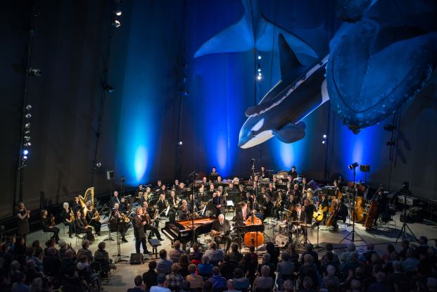 Musik vor einmaliger Kulisse: unter den Riesen der Meere im OZEANEUM sind Konzerte besonders stimmungsvoll. (Foto: Johannes-Maria Schlorke/Deutsches Meeresmuseum Stralsund)