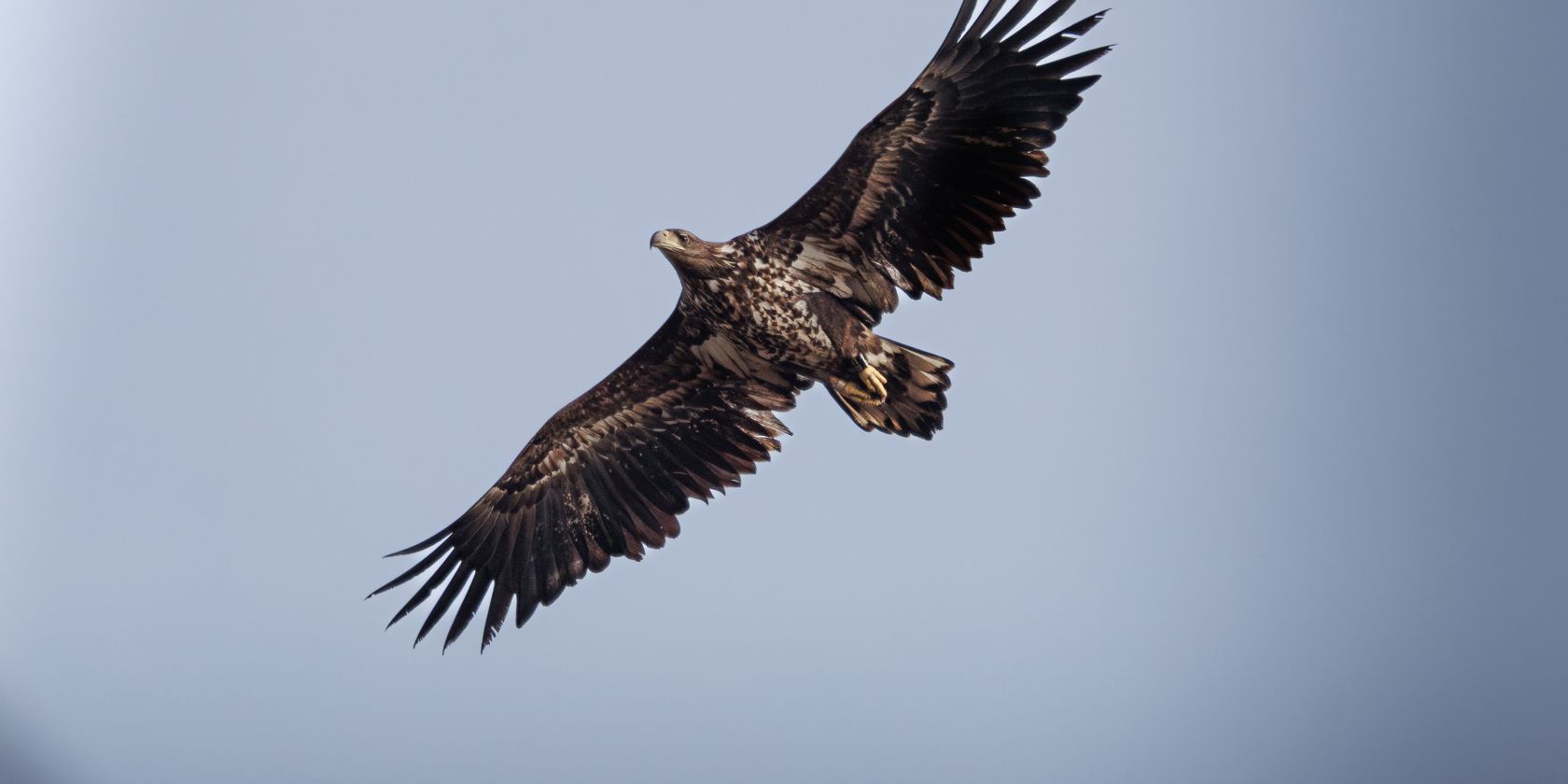 _C5A7454-Verbessert-RR, © Vogeltouren MV