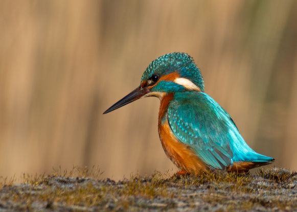 Die kleinen Dinge des Lebens, &copy; Melanie Nentwig