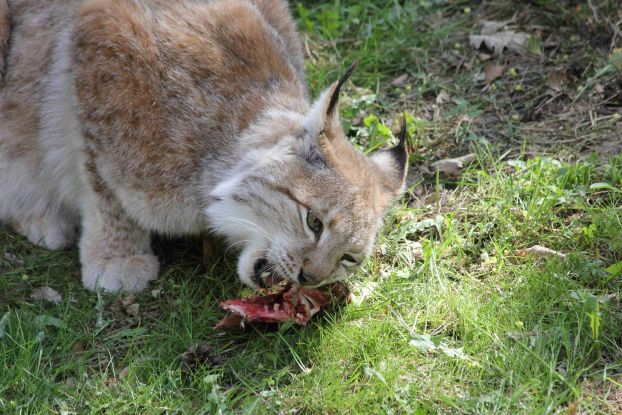 Wildpark-MV - Fütterung Luchs, © Wildpark-MV