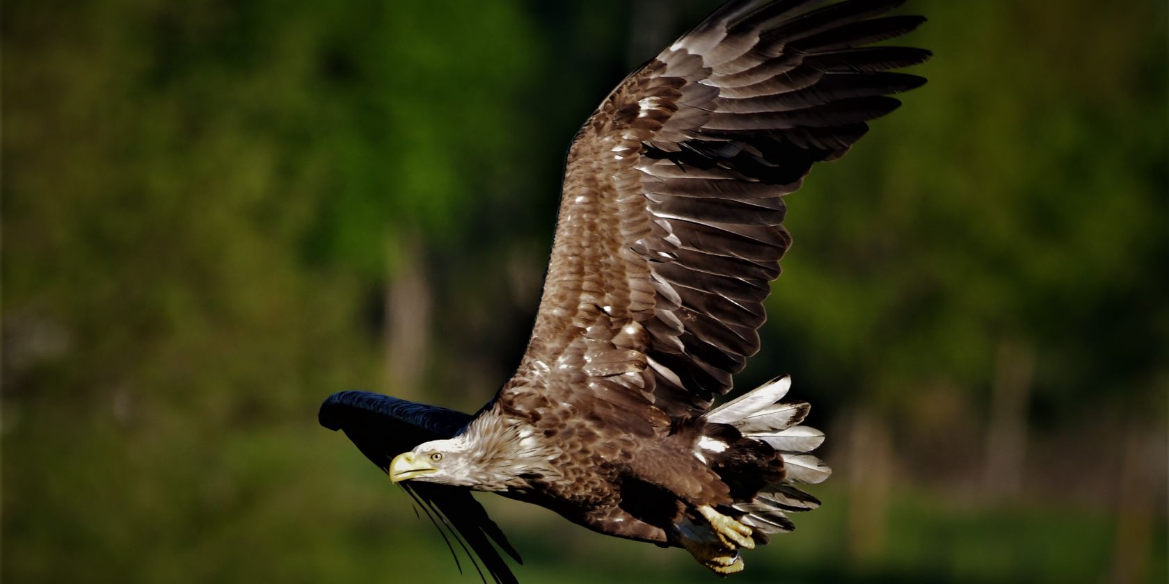 Seeadler im Flug, &copy; J&ouml;rg Dollmanski