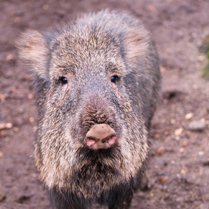 Pekari Landeszootag, © Zoo Schwerin