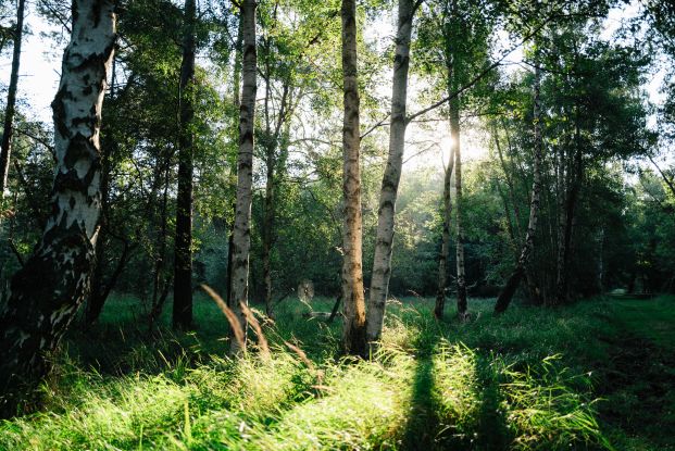 Moorwanderung, &copy; Bernsteinstadt Ribnitz-Damgarten