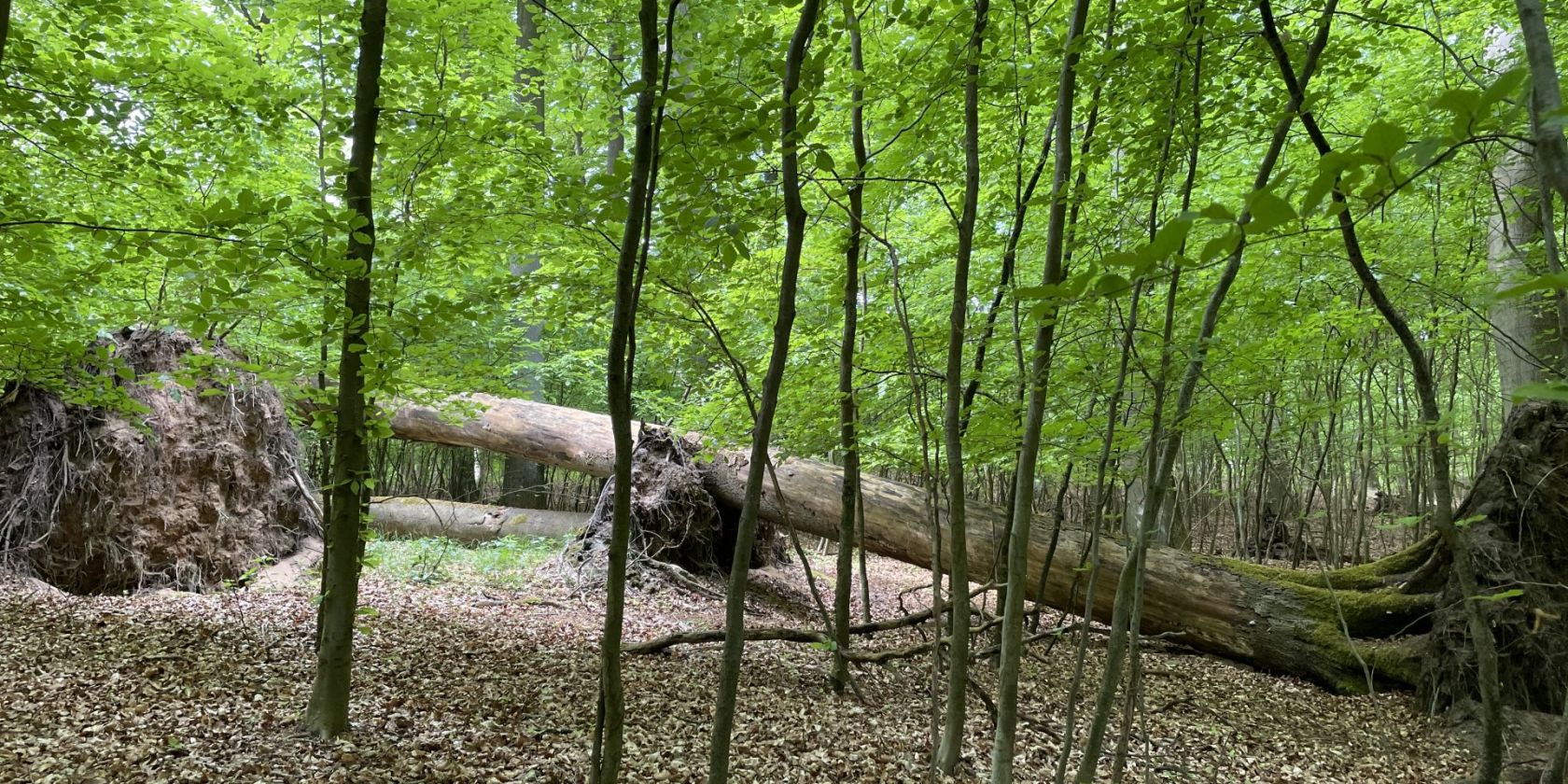 M&uuml;ritz-Nationalpark bei Gr&uuml;now, &copy; Britta Daedelow-Seydl