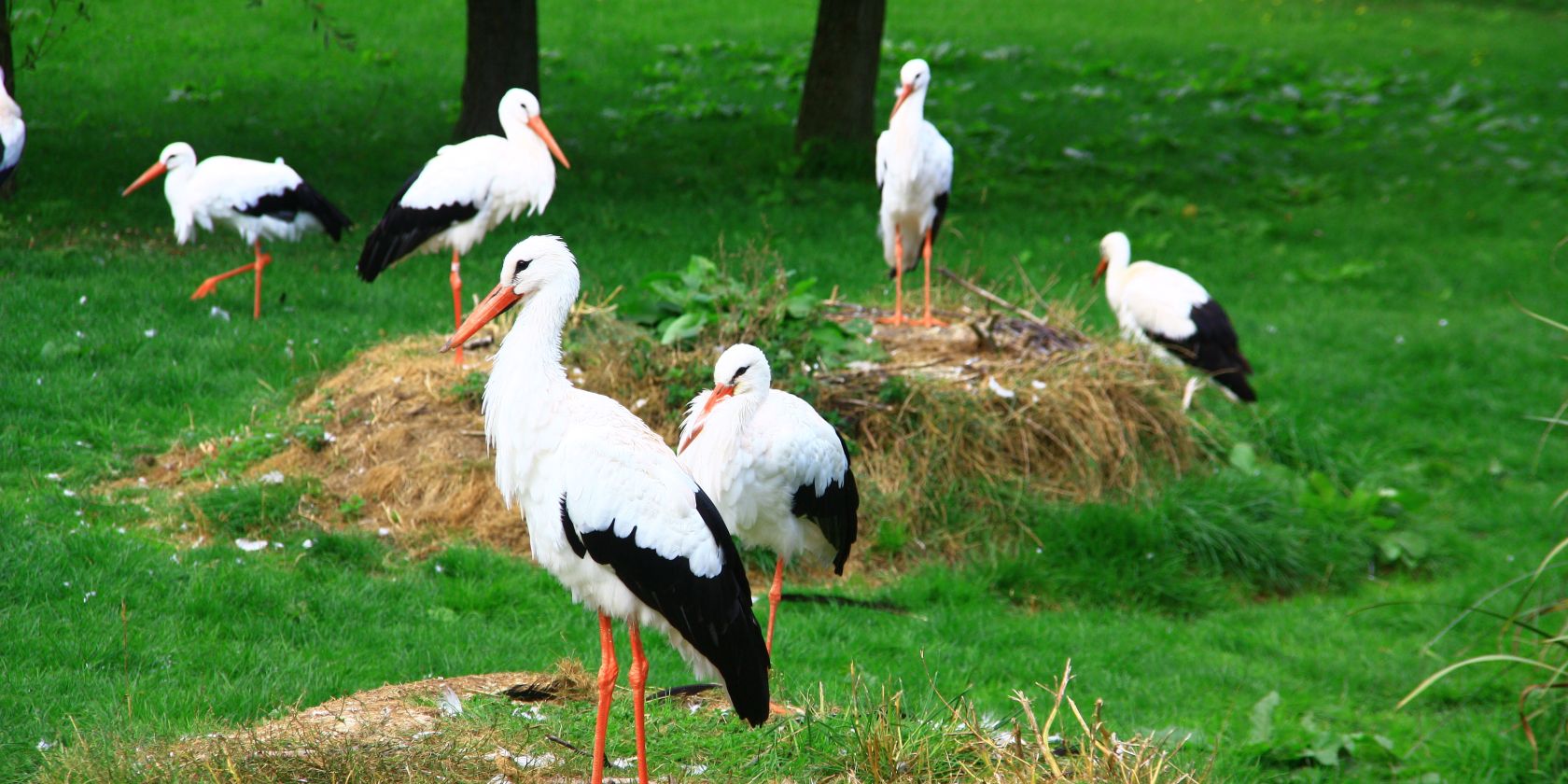 Begehbare Wei&szlig;storch-Anlage im Vogelpark Marlow, &copy; Vogelpark Marlow