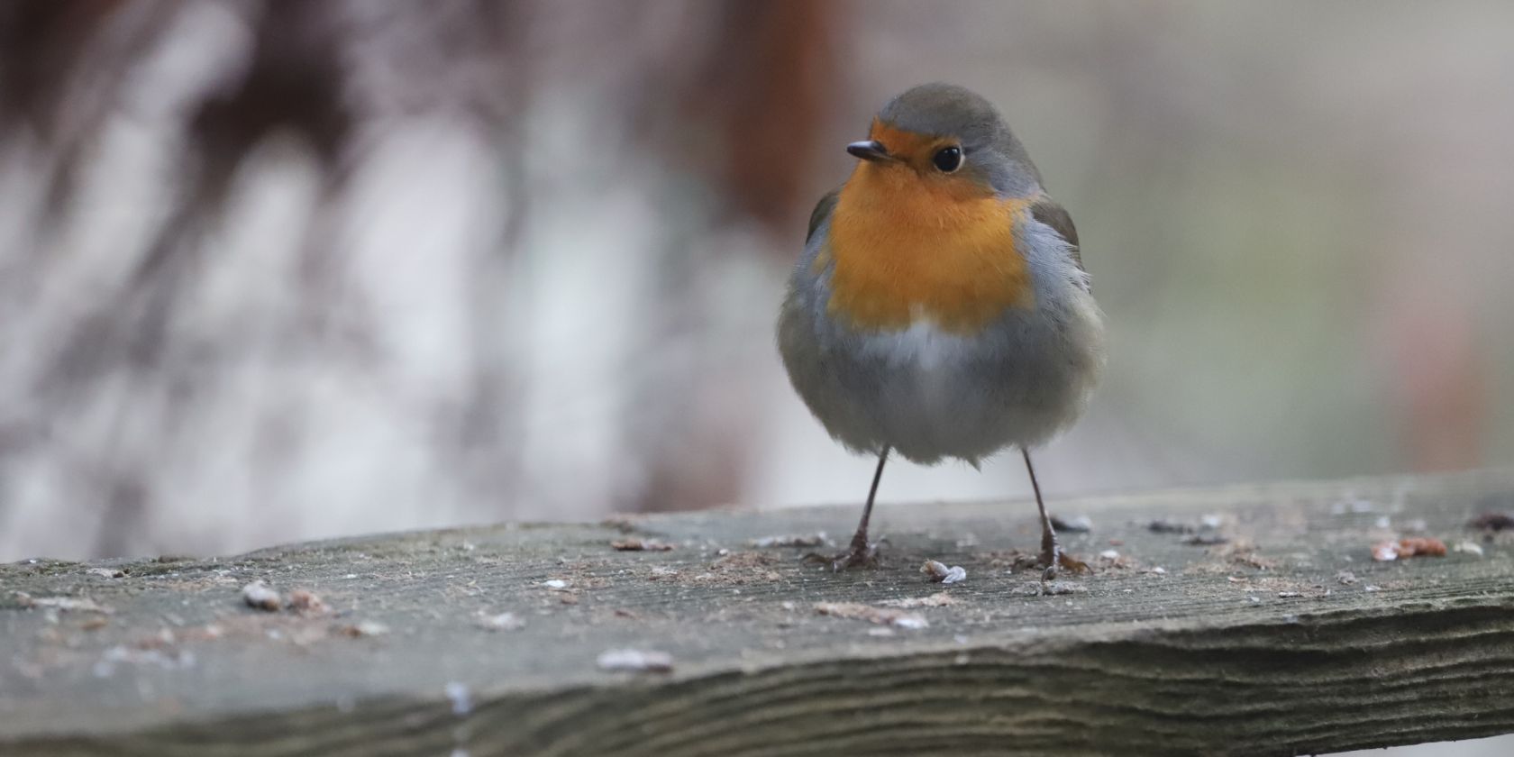 Rotkehlchen, © Naturpark Mecklenburgische Schweiz und Kummerower See