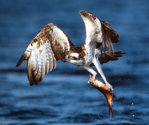 Osprey Photo Willi Rolfes, © Willi Rolfes